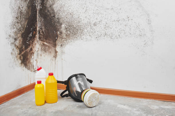 Best Office Mold Removal Services  in Seymour, WI