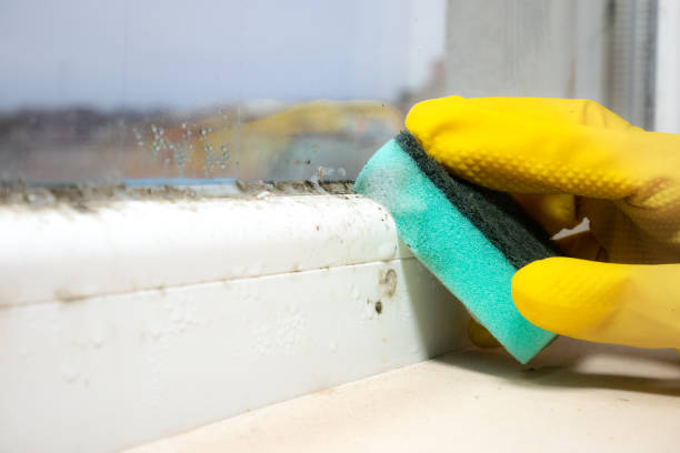 Best Mold Removal Company Near Me  in Seymour, WI