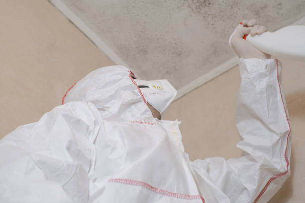 Best Mold Damage Repair  in Seymour, WI