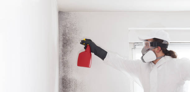 Best Residential Mold Removal  in Seymour, WI