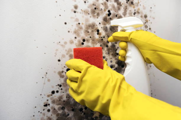 Best Commercial Mold Removal  in Seymour, WI