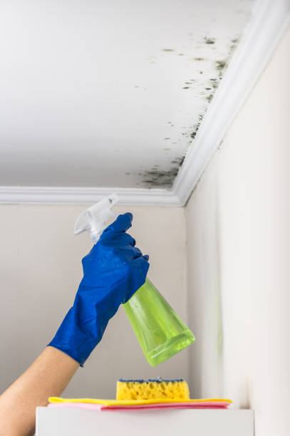 Best Attic Mold Removal  in Seymour, WI