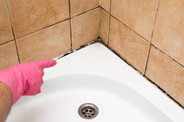 Certified Mold Removal in Seymour, WI